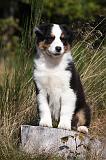 BERGER AUSTRALIEN PUPPIES 571